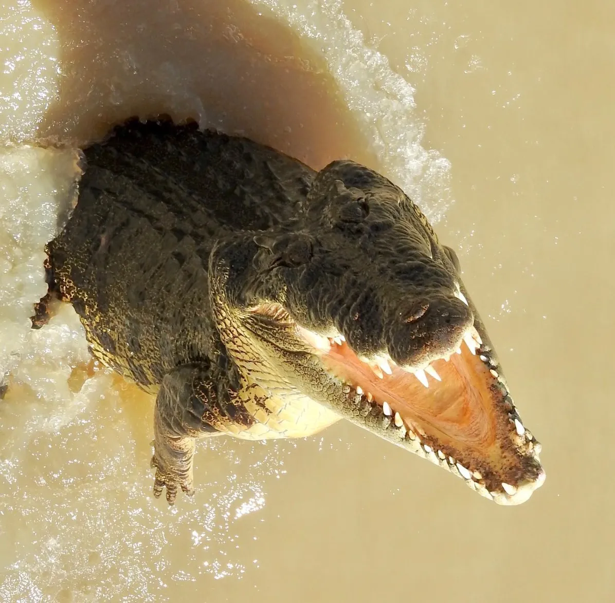 How Jumping Crocodiles Hunt