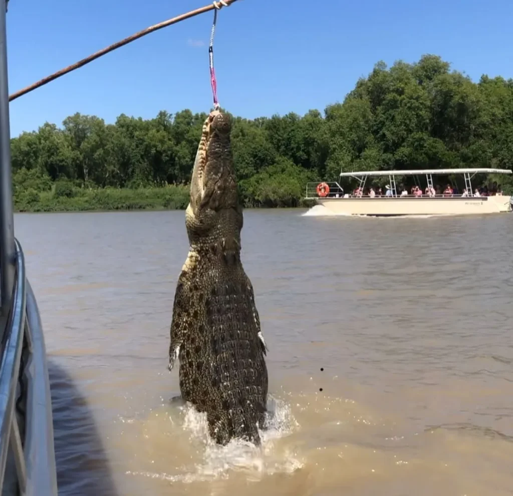 Jumping Crocodiles Hunting Process