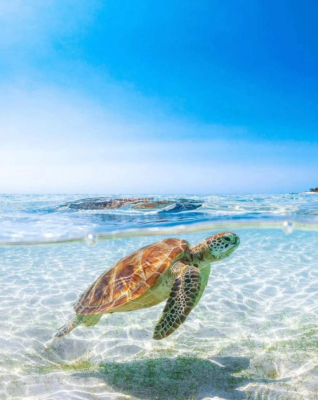 Turritoire | Which Reef Has The Clearest Water In Queensland? Ribbon Reefs Near Lizard Island, The Visibility King