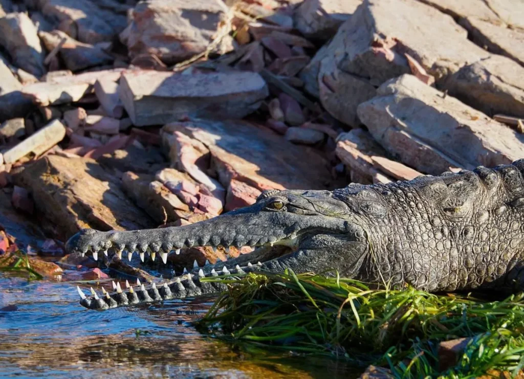 freshwater crocodiles