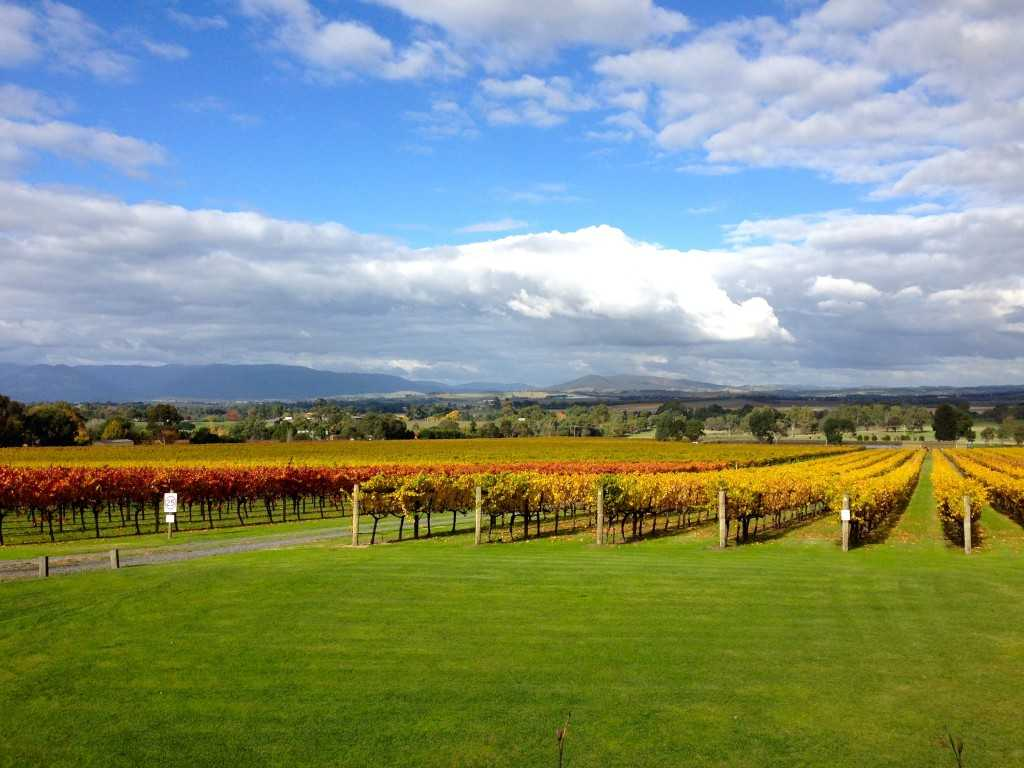 Discovering Melbourne's Vineyards: A Captivating Wine Tour Adventure