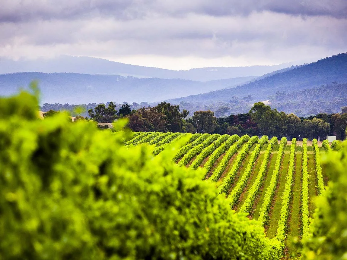 Explore the Picturesque Wineries & Viticultural Heritage of Yarra Valley